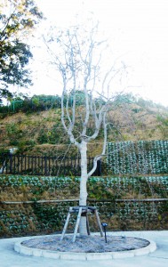 明大・黒川農場 052