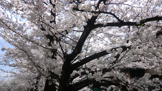 CIMG0981