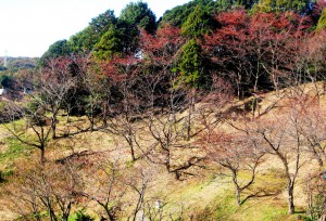黒川の里山散策(すこやか活動) 031