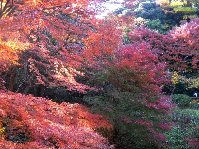 秋の三景園20131203 118