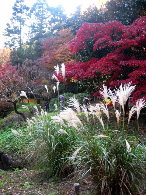 秋の三景園20131203 181