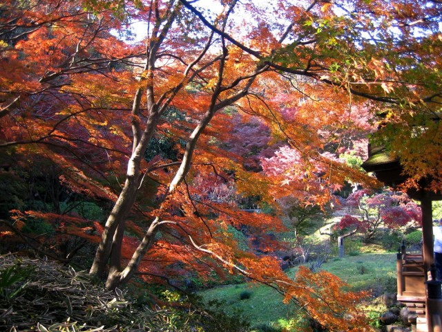 秋の三景園20131203 106