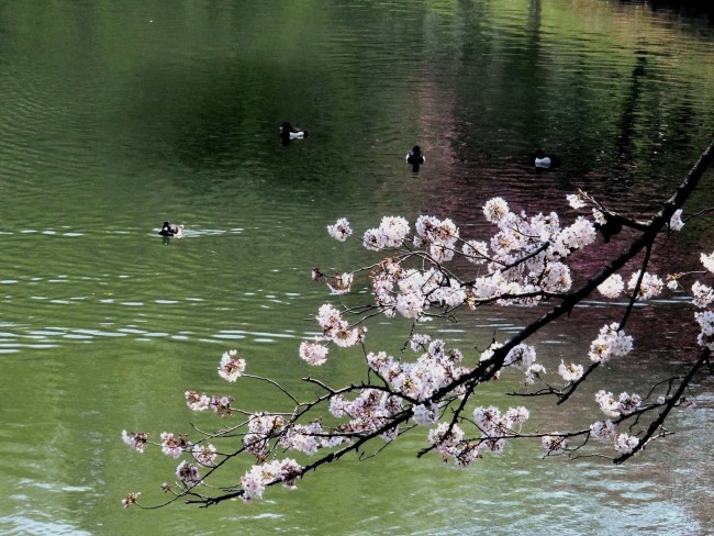 三ツ池公園さくら 090
