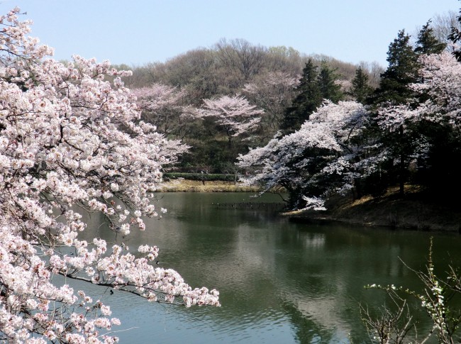 三ツ池公園さくら 076 - コピー